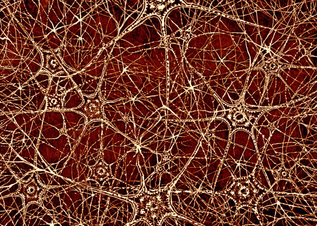 Células neuronales.