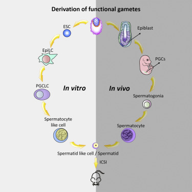 Comparativa de las fases de producción de esperma in vitro, según sus autores.