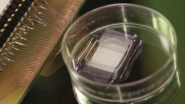 Parche biónico de células madre pensado para revolucionar los marcapasos.