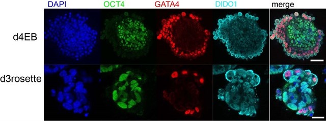 Evolución de las proteínas DIDO, en imágenes comparativas del estudio. Foto CNB-CSIC..jpg